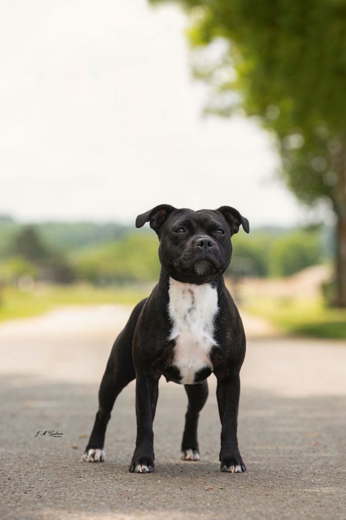 CH. Tokyo drift Of Staffy'pianottoli