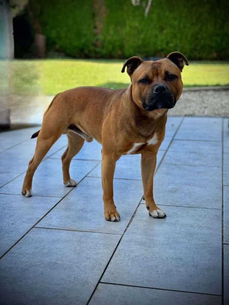 Uppercute simba Of Staffy'pianottoli