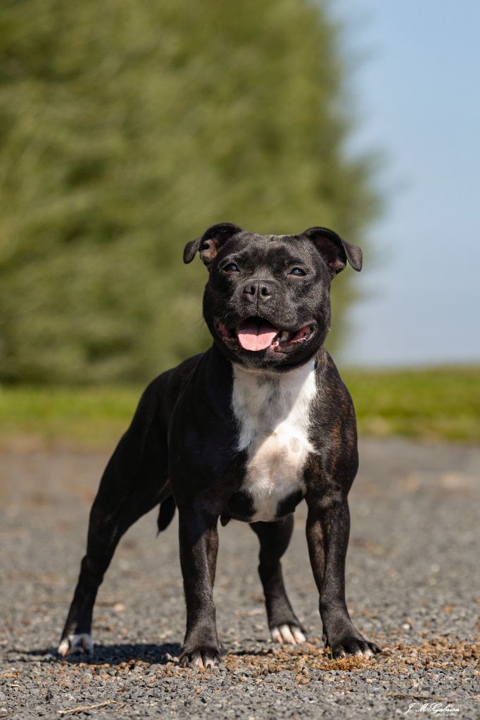 CH. Tokyo drift Of Staffy'pianottoli