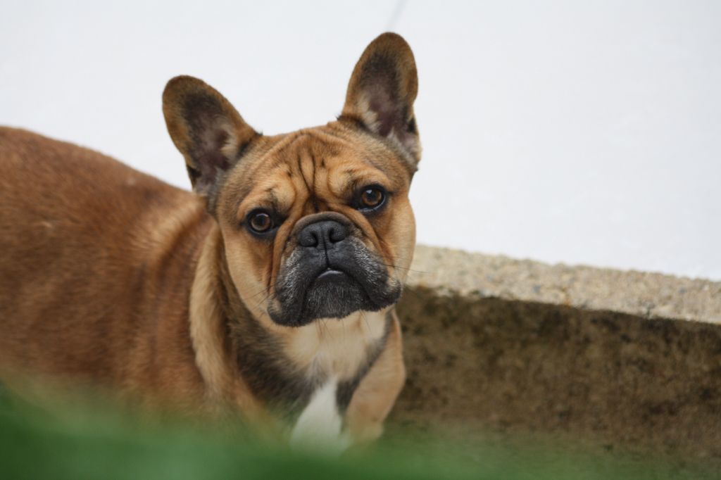 Elevage Of Staffy'pianottoli - eleveur de chiens Bouledogue français