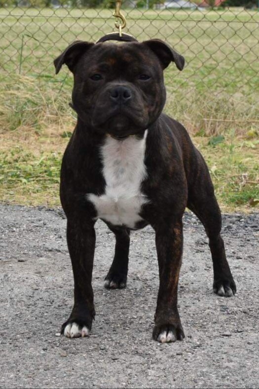 Obscure black Of Staffy'pianottoli
