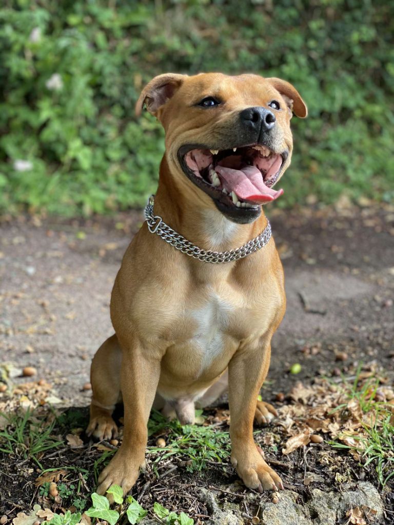 One love Of Staffy'pianottoli