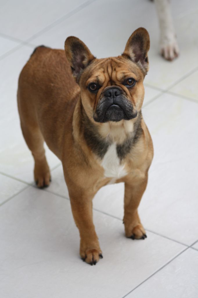 Replay for staffy pianottoli (Sans Affixe)