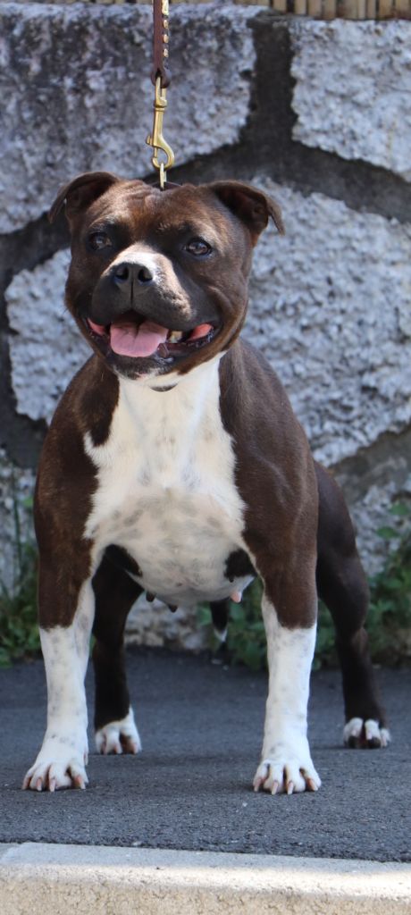 Pepsy crystal Of Staffy'pianottoli