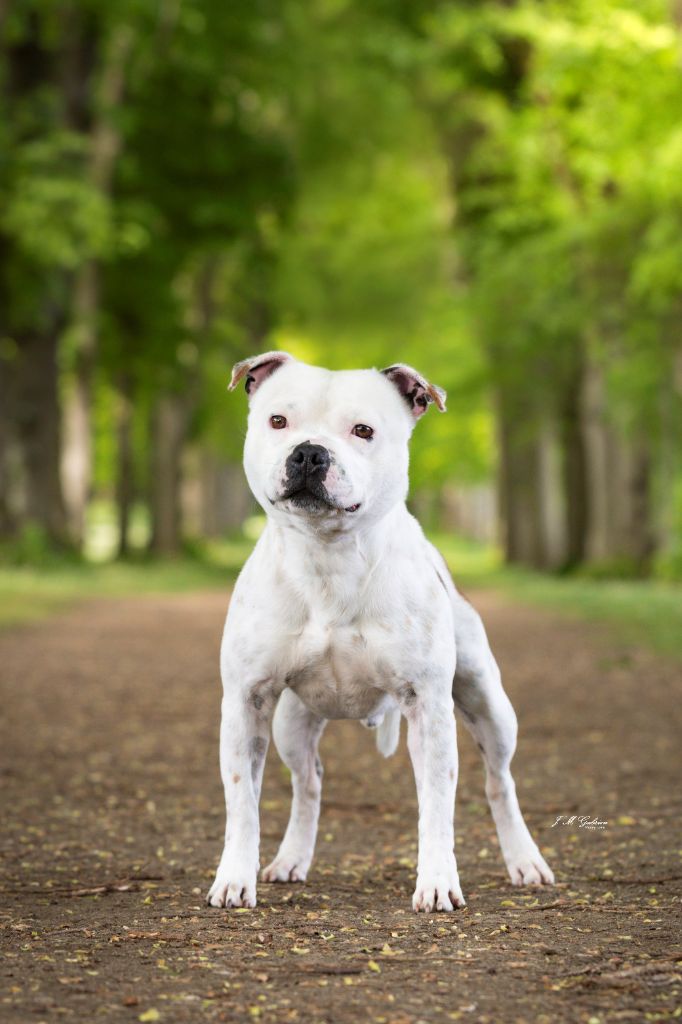Resident evil Of Staffy'pianottoli