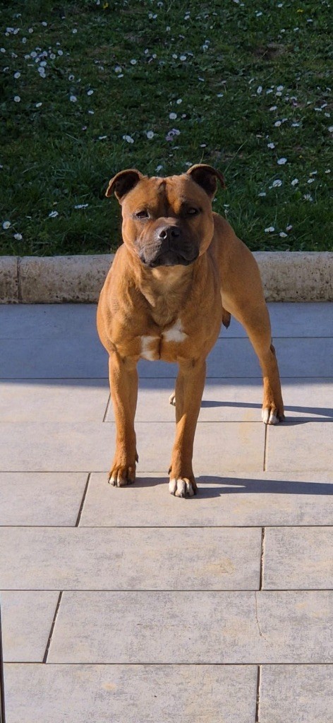Uppercute simba Of Staffy'pianottoli