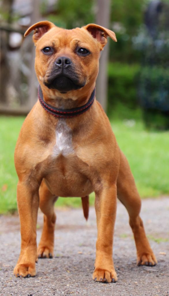 Very bad girl Of Staffy'pianottoli