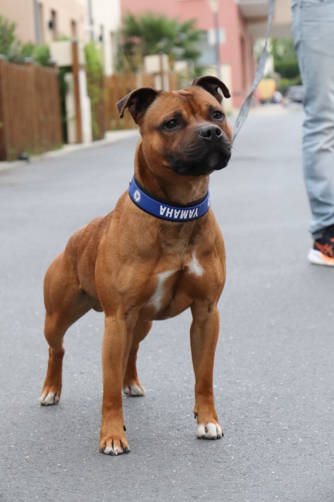 Uppercute simba Of Staffy'pianottoli