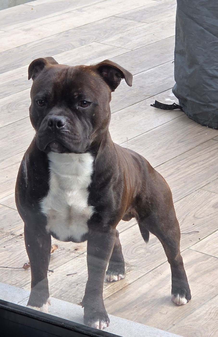 viper Of Staffy'pianottoli