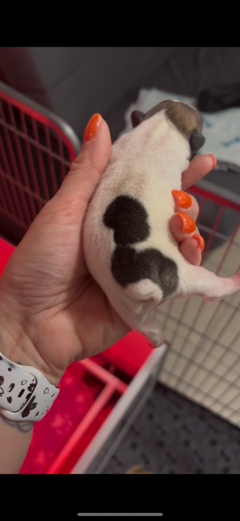 Of Staffy'pianottoli - Chiots disponibles - Bouledogue français