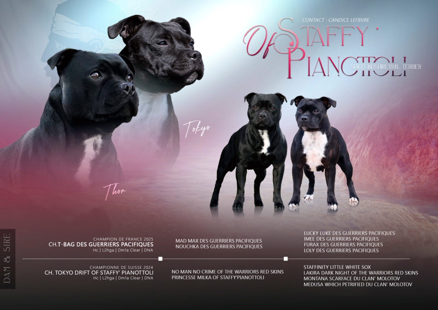 Of Staffy'pianottoli - Staffordshire Bull Terrier - Portée née le 15/01/2026