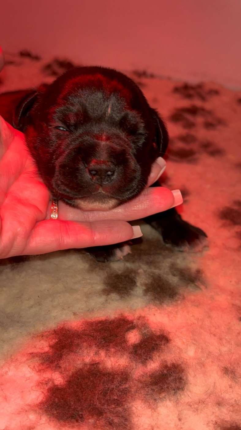 Of Staffy'pianottoli - Chiots disponibles - Staffordshire Bull Terrier