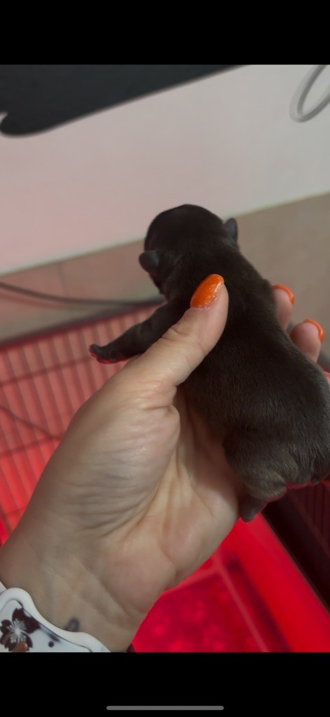 Of Staffy'pianottoli - Chiots disponibles - Bouledogue français