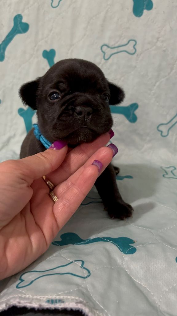Of Staffy'pianottoli - Chiots disponibles - Bouledogue français
