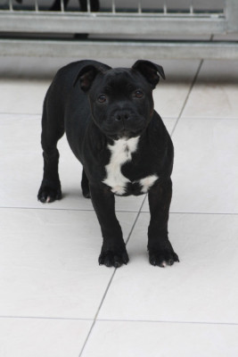 CHIOT 5