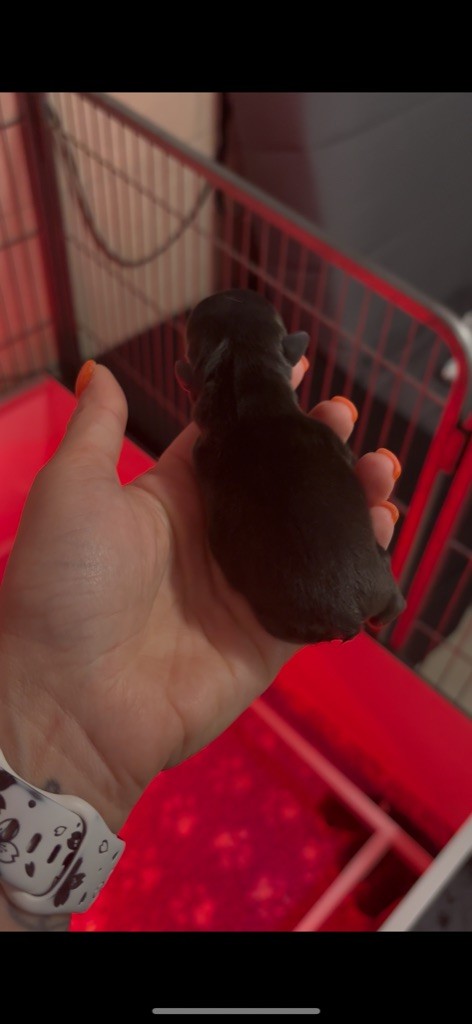 Of Staffy'pianottoli - Chiots disponibles - Bouledogue français