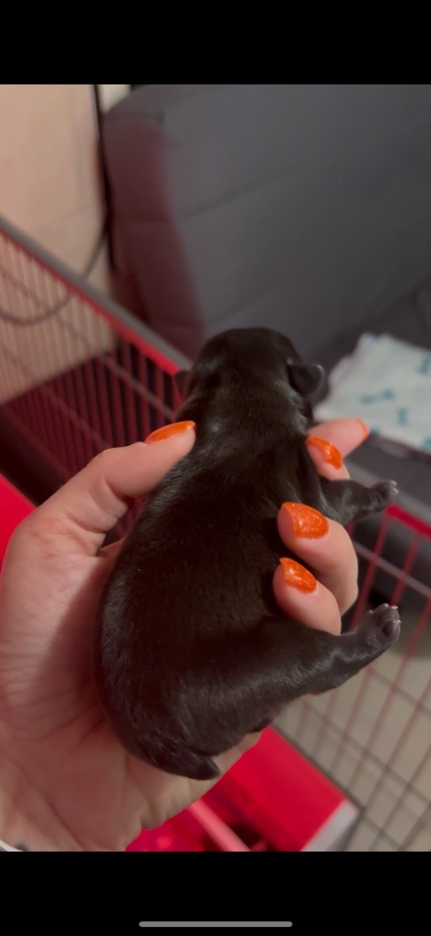 Of Staffy'pianottoli - Chiots disponibles - Bouledogue français