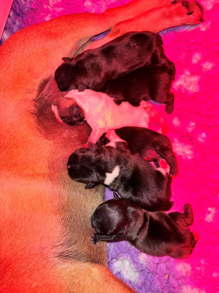 Chiot Bouledogue français Of Staffy'pianottoli