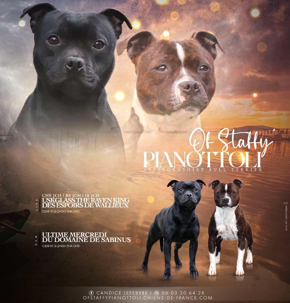 Of Staffy'pianottoli - Staffordshire Bull Terrier - Portée née le 02/04/2025